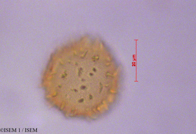 ISEM 1/Gordonia_fruticosa_29150/Gordonia_fruticosa_29150_0001(copy)_thumb.jpg